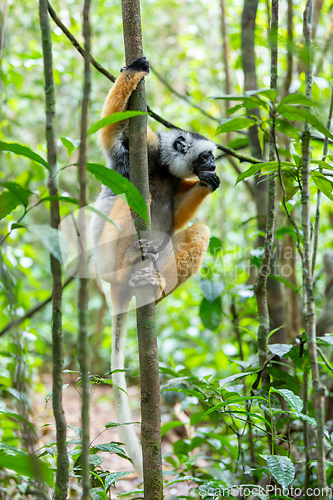 Image of Lemur Diademed Sifaka, Propithecus diadema, Madagascar wildlife animal