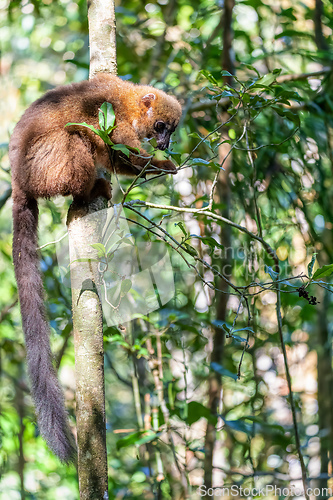 Image of Eastern lesser bamboo lemur, Hapalemur griseus, Madagascar wildlife animal.