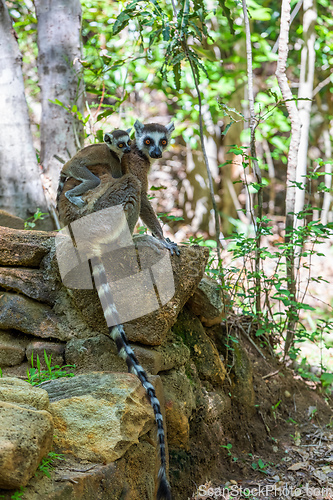 Image of Ring-tailed lemur, Lemur catta, Madagascar wildlife animal