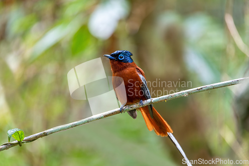 Image of Malagasy paradise flycatcher, Terpsiphone mutata, Andasibe-Mantadia National Park, Madagascar