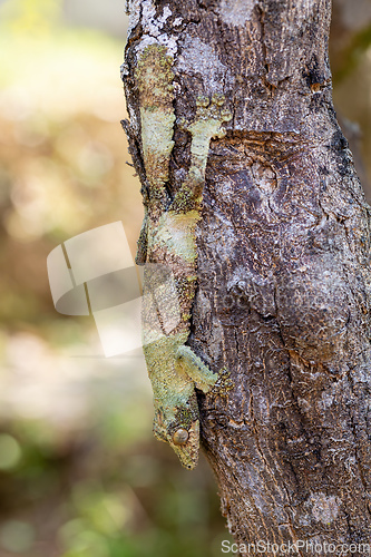 Image of Mossy leaf-tailed gecko, Uroplatus sikorae, Ranomafana National Park, Madagascar