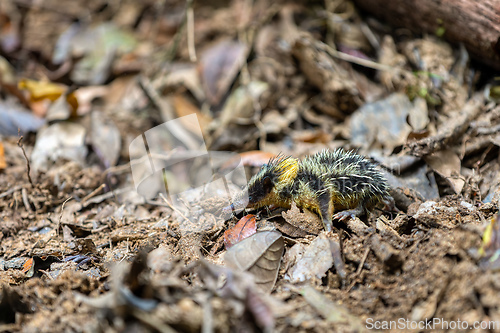 Image of Lowland Streaked Tenrec (Hemicentetes Semispinosus)