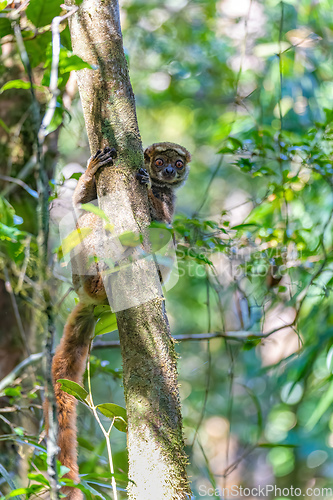 Image of Avahi, Peyrieras' Woolly Lemur, Avahi peyrierasi, Madagascar wildlife animal.
