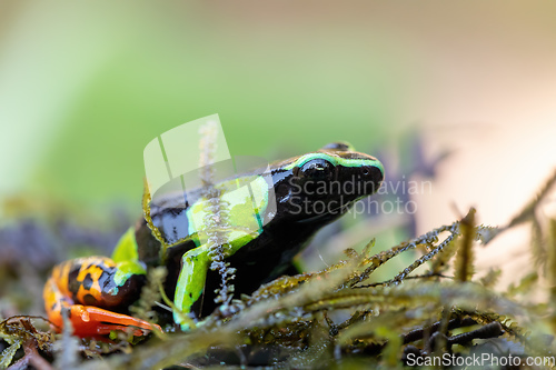 Image of Baron's Mantella, Mantella Baroni, Endemic frog, Madagascar