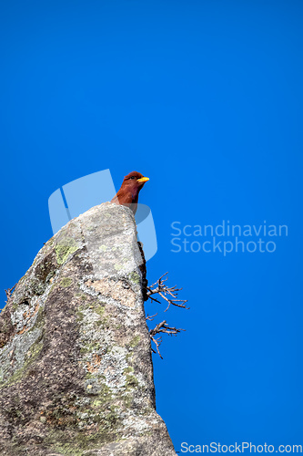 Image of Broad-billed roller, Eurystomus glaucurus, Isalo National Park