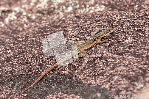 Image of Lizard Grandidier's Madagascar swift, Oplurus grandidieri, Andringitra, Madagascar wildlife