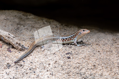 Image of Karsten's Girdled Lizard, Zonosaurus Karsteni, Tsingy De Bemaraha, Madagascar