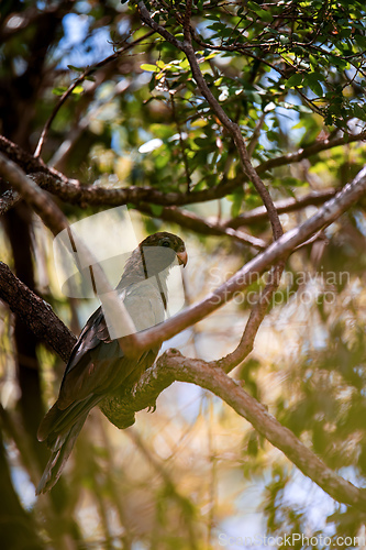 Image of Lesser vasa parrot or black parrot, Coracopsis nigra, Zombitse-Vohibasia National Park, Madagascar