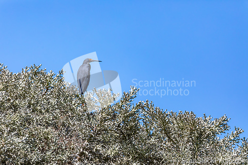 Image of Little Egret, Egretta garzetta dimorpha - Dark morph, heron bird in Nosy Ve, Madagascar wildlife