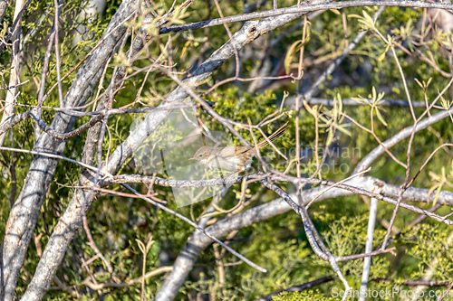 Image of Madagascar Brush Warbler, Nesillas typica, Anakao, Madagascar wildlife