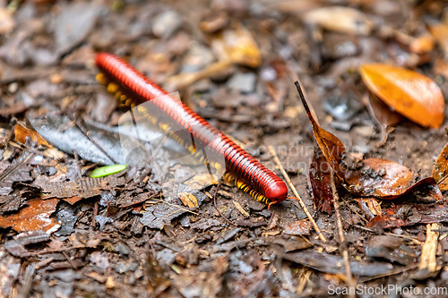 Image of Malagasy fire millipede genus Aphistogoniulus, Aphistogoniulus sakalava, Madagascar