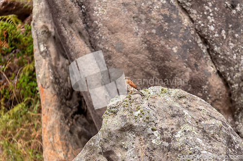 Image of Malagasy kestrel, Falco newtoni, Andringitra National Park, Madagascar