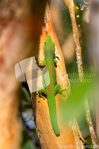 Image of Peacock Day Gecko, Phelsuma quadriocellata, Ranomafana National Park, Madagascar