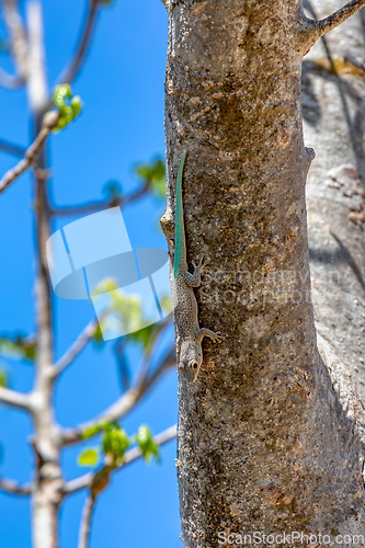 Image of Thicktail day gecko, (Phelsuma mutabilis) - male, Arboretum d'Antsokay, Madagascar