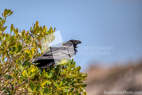 Image of Pied crow (Corvus albus), Isalo National Park, Madagascar