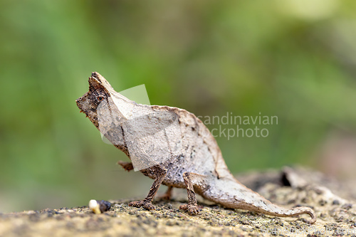 Image of Perinet leaf chameleon, Brookesia theresieni, Reserve Peyrieras Madagascar Exotic. Madagascar