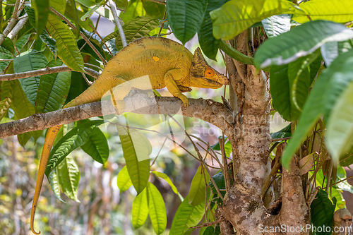 Image of Parson's chameleon, Calumma parsonii, Peyrieras Madagascar Exotic, Madagascar