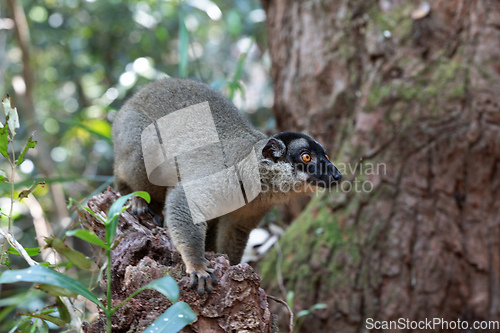 Image of Common brown lemur, Eulemur fulvus, Madagascar wildlife