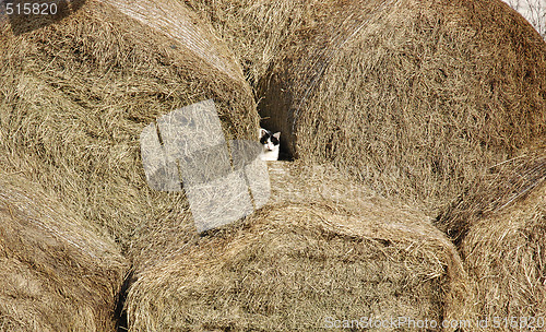 Image of hay cat