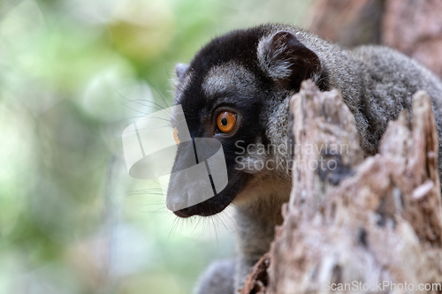 Image of Common brown lemur, Eulemur fulvus, Madagascar wildlife