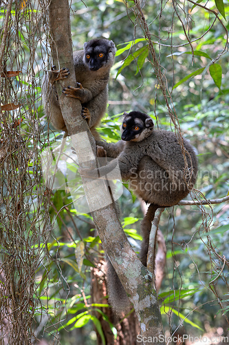 Image of Common brown lemur, Eulemur fulvus, Madagascar wildlife