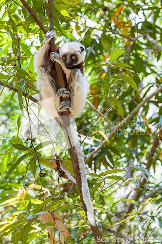 Image of Coquerel's sifaka lemur, Propithecus coquereli, Madagascar wildlife