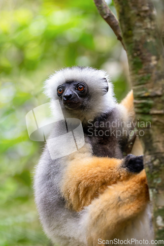 Image of Lemur Diademed Sifaka, Propithecus diadema, Madagascar wildlife