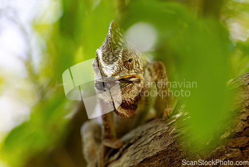 Image of Oustalet's chameleon, Furcifer oustaleti, Anja Community Reserve, Madagascar wildlife