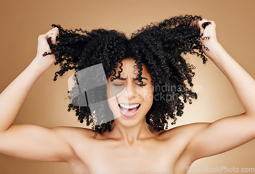 Image of Woman screaming, hair crisis and beauty fail, salon treatment regret and frustrated isolated on studio background. Haircare disaster, damage with pain, afro growth or texture mistake with stress