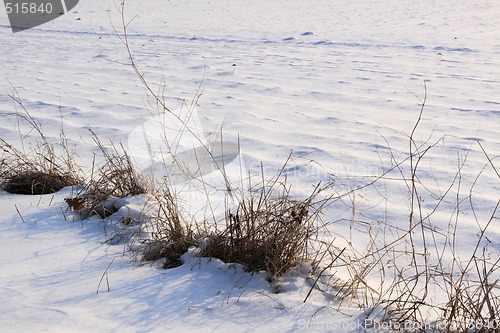 Image of snow field