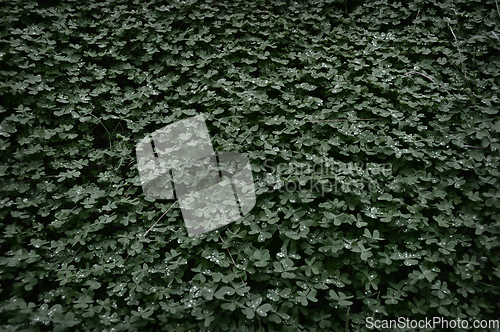 Image of clover background