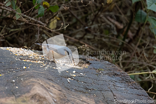 Image of Eurasian Nuthatch Eating Seed