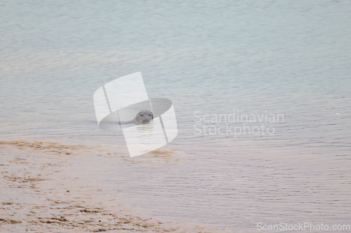 Image of Harbour Seal By Beach