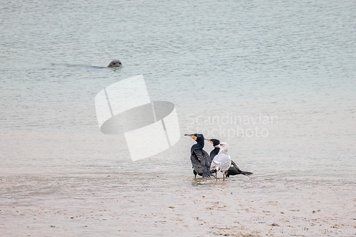 Image of Harbour Seal Watching Seabirds