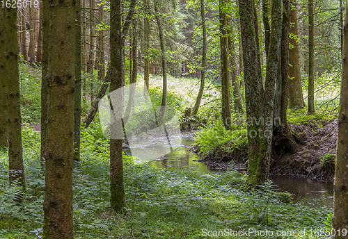 Image of nature reserve in the Bavarian Forest