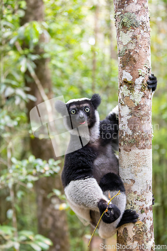 Image of Lemur Indri, Madagascar wildlife