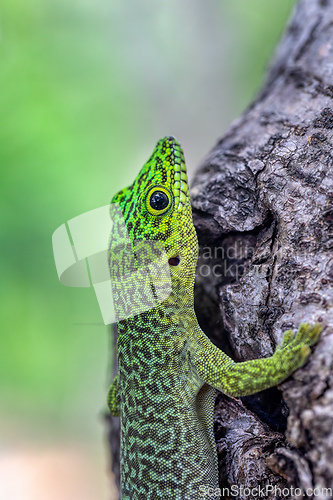 Image of Standing's day gecko, Phelsuma standingi, Zombitse-Vohibasia, Madagascar wildlife