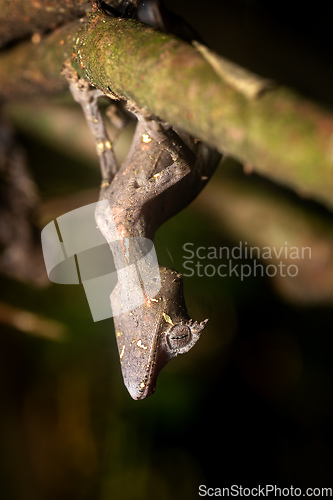 Image of Satanic leaf-tailed gecko, Uroplatus phantasticus, Ranomafana National Park, Madagascar wildlife