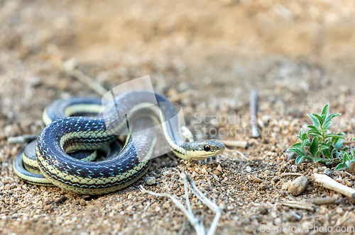 Image of Lateral Water Snake, Thamnosophis Lateralis, Anja Comunity reserve, Madagascar wildlife