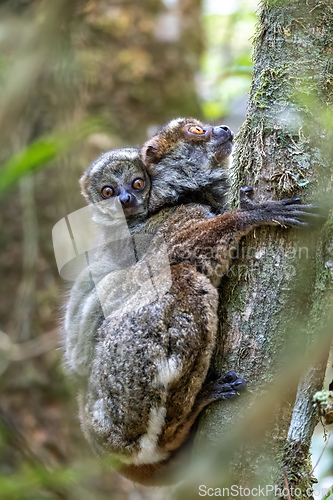 Image of Avahi, Peyrieras' Woolly Lemur, Avahi peyrierasi, Madagascar wildlife