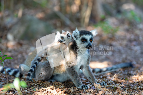 Image of Ring-tailed lemur with baby, Lemur catta, Madagascar wildlife