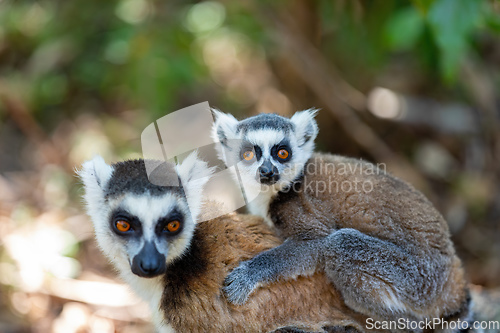 Image of Ring-tailed lemur with baby, Lemur catta, Madagascar wildlife