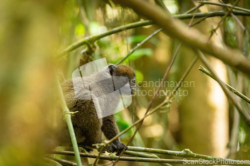 Image of Eastern lesser bamboo lemur, Hapalemur griseus, Madagascar wildlife animal.