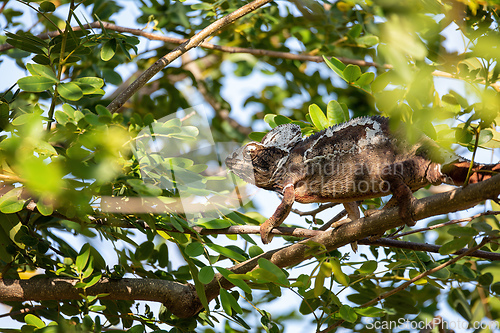 Image of Oustalet's chameleon, Furcifer oustaleti, Miandrivazo, Madagascar