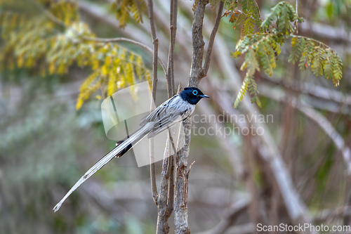 Image of Malagasy paradise flycatcher, Terpsiphone mutata, Kirindy forest Madagascar