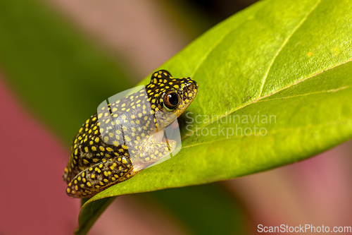 Image of Starry Night Reed Frog, Heterixalus alboguttatus, Ranomafana Madagascar