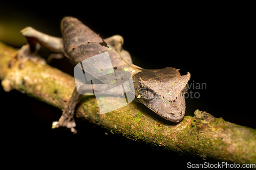 Image of Satanic leaf-tailed gecko, Uroplatus phantasticus, Ranomafana National Park, Madagascar