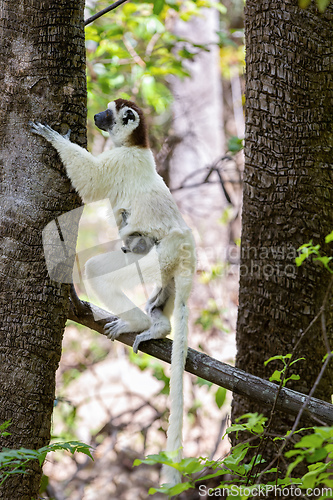 Image of Verreauxs Sifaka, Propithecus verreauxi, Kirindy Forest, Madagascar wildlife animal.