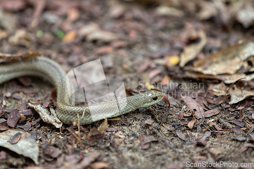 Image of Blonde hognose snake (Leioheterodon modestus), Tsingy de Bemaraha, Madagascar