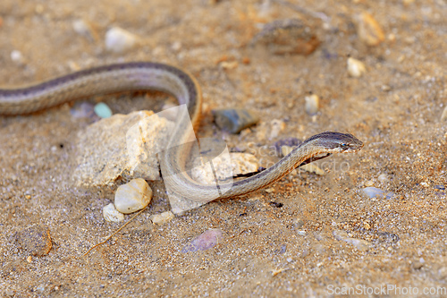 Image of Gold-collared Snake (Liophidium rhodogaster), Isalo National Park, Madagascar